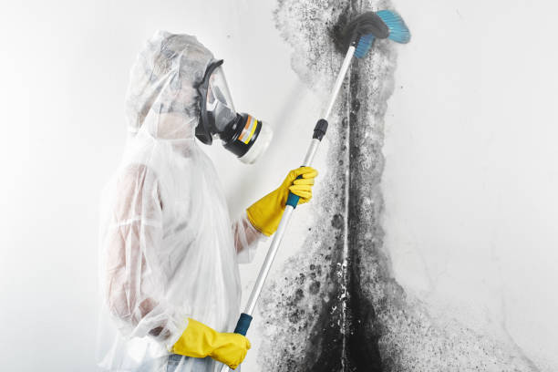 Best Mold Odor Removal Services  in Rossmoor, NJ