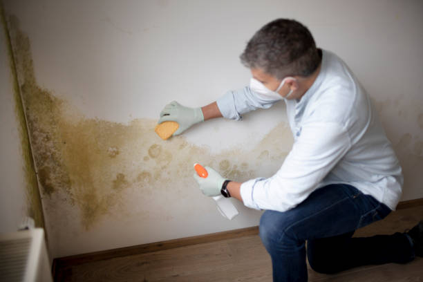 Best Commercial Mold Inspection  in Rossmoor, NJ